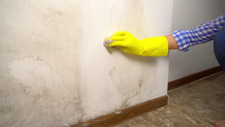 Best Mold Damage Restoration  in Lisbon, ND