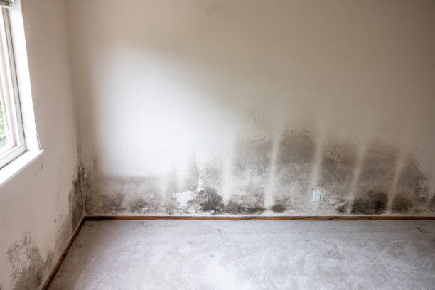 Best Mold Removal for HVAC Installations  in Lisbon, ND