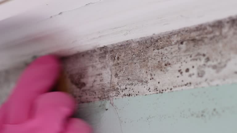 Mold Remediation for Vacation Homes in Lisbon, ND